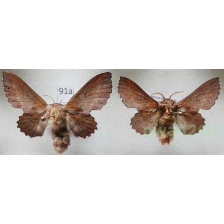 Phyllodesma americana (Harris, 1841) pair Canada91a